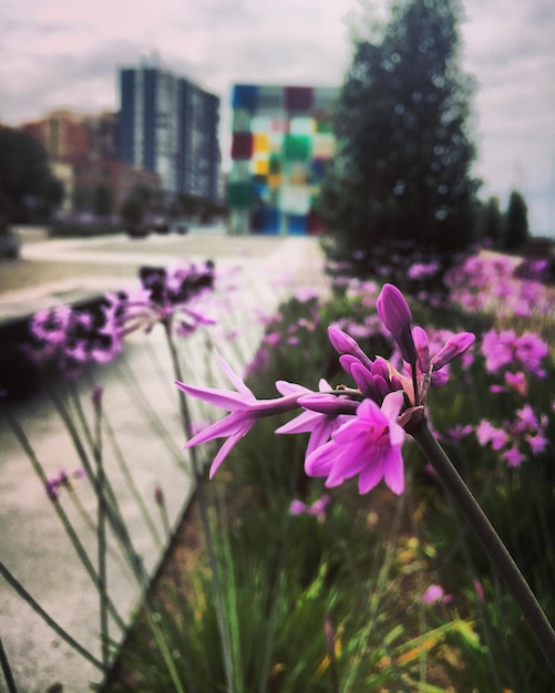 Photo vue rapprochée des fleurs violettes