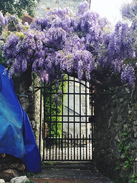 Vue rapprochée des fleurs violettes