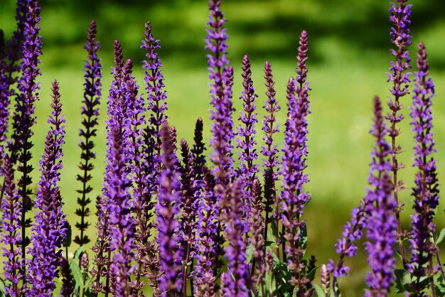 Photo vue rapprochée des fleurs violettes