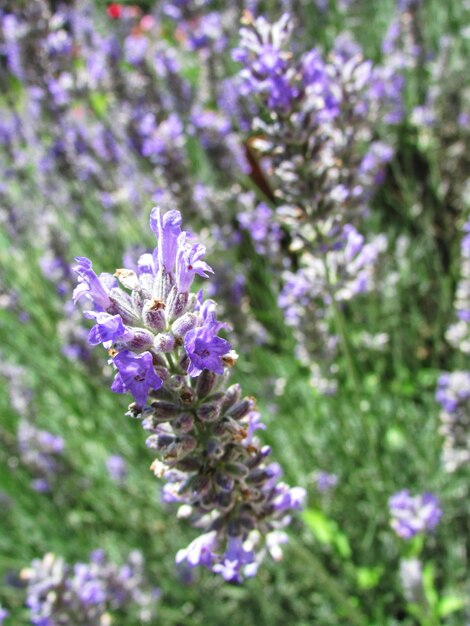 Photo vue rapprochée des fleurs violettes