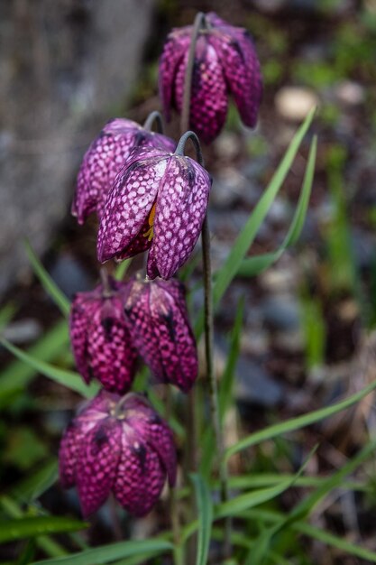 Photo vue rapprochée des fleurs violettes