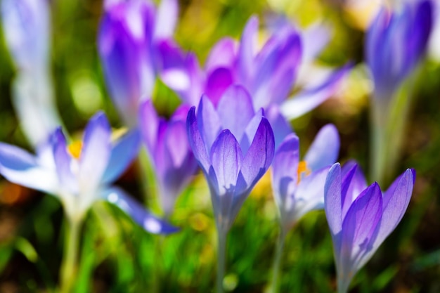 Photo vue rapprochée des fleurs violettes