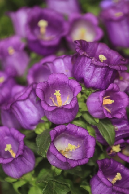 Photo vue rapprochée des fleurs violettes