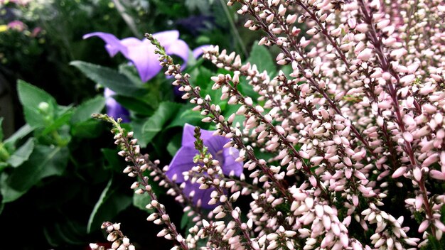 Photo vue rapprochée des fleurs violettes