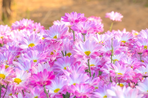 Vue rapprochée des fleurs violettes