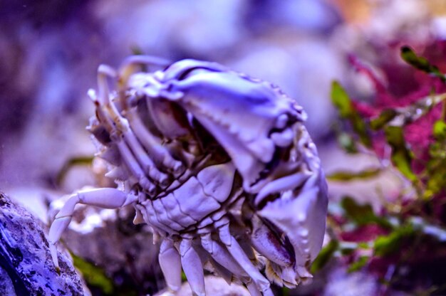 Photo vue rapprochée des fleurs violettes