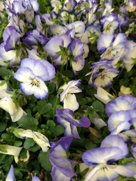 Photo vue rapprochée des fleurs violettes