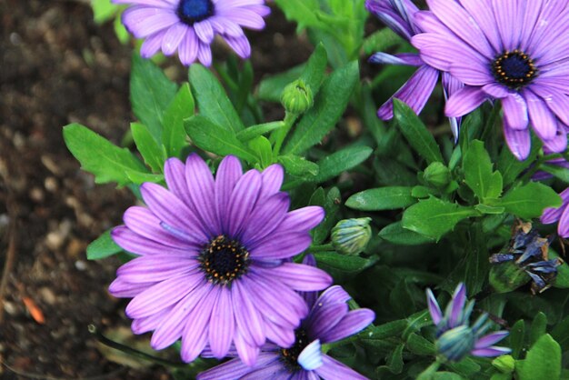 Photo vue rapprochée des fleurs violettes