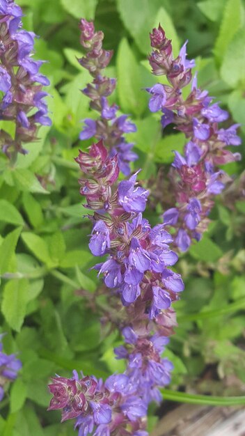 Photo vue rapprochée des fleurs violettes