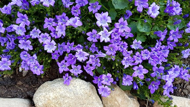 Vue rapprochée des fleurs violettes