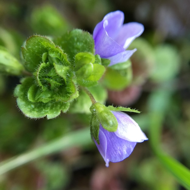 Photo vue rapprochée des fleurs violettes