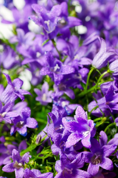 Photo vue rapprochée des fleurs violettes