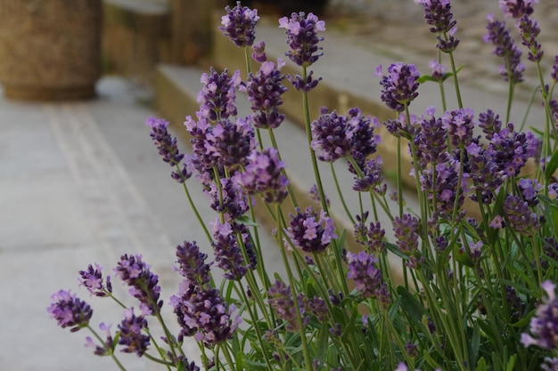 Vue rapprochée des fleurs violettes