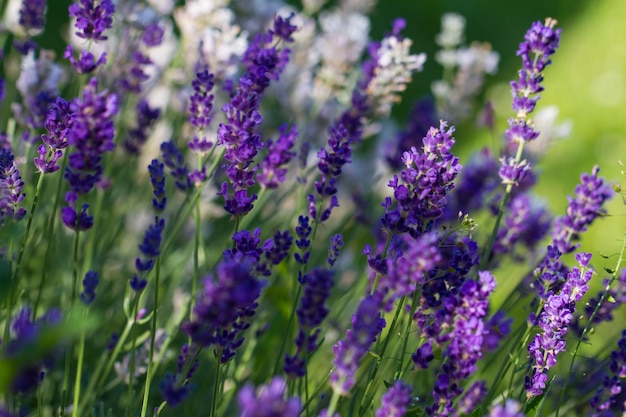 Vue rapprochée des fleurs violettes