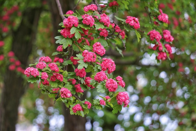 Photo vue rapprochée des fleurs