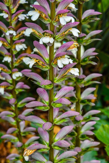 Photo vue rapprochée des fleurs