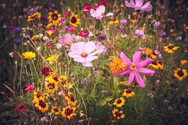 Vue rapprochée des fleurs