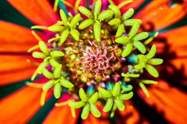 Vue rapprochée des fleurs