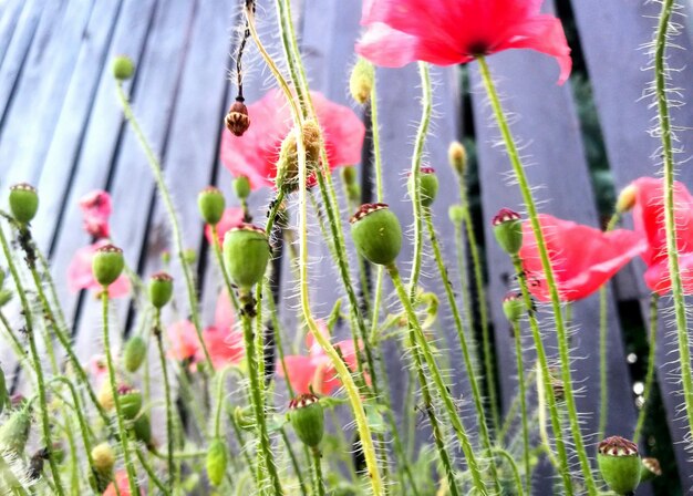 Photo vue rapprochée des fleurs