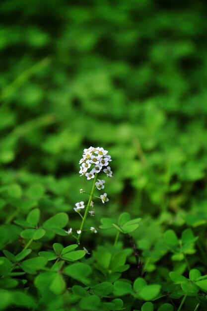 Photo vue rapprochée des fleurs