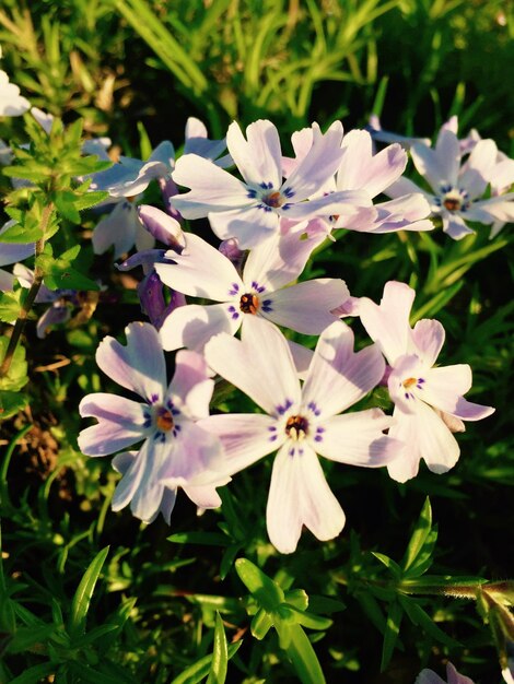 Photo vue rapprochée des fleurs