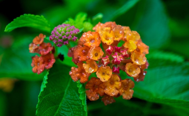 Photo vue rapprochée des fleurs