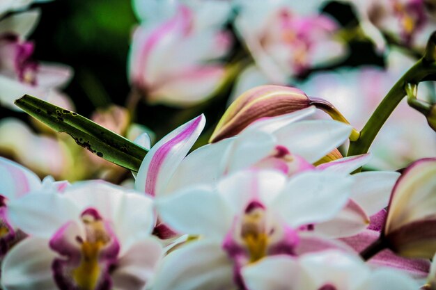 Vue rapprochée des fleurs