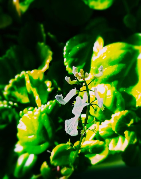 Photo vue rapprochée des fleurs