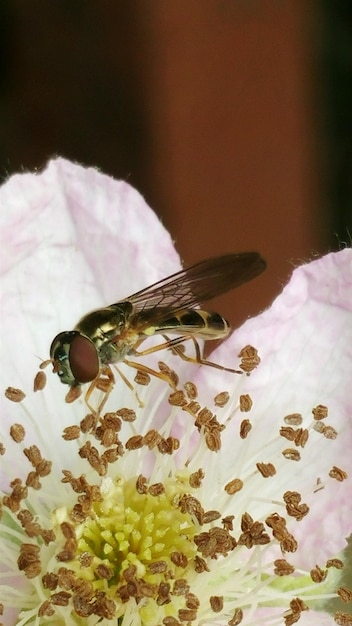 Vue rapprochée des fleurs