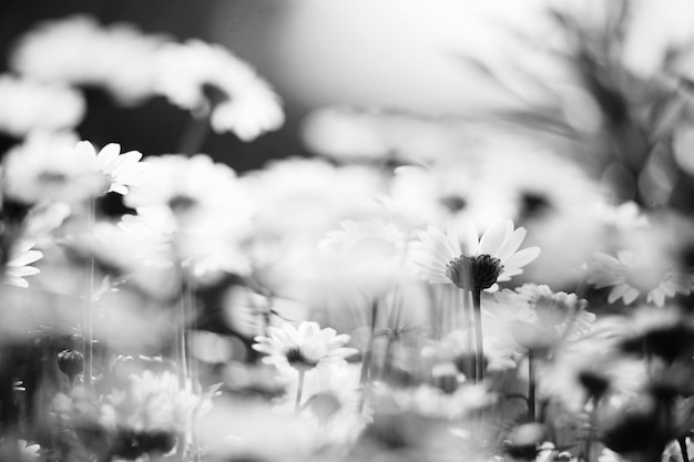 Photo vue rapprochée des fleurs