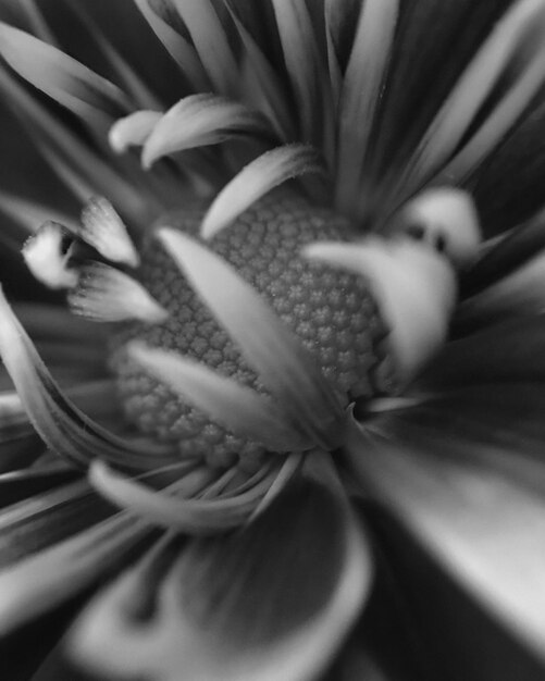 Photo vue rapprochée des fleurs