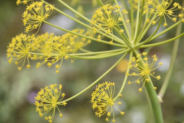 Photo vue rapprochée des fleurs