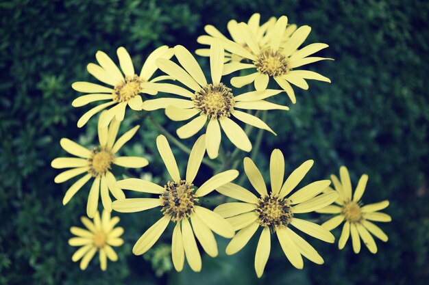 Photo vue rapprochée des fleurs