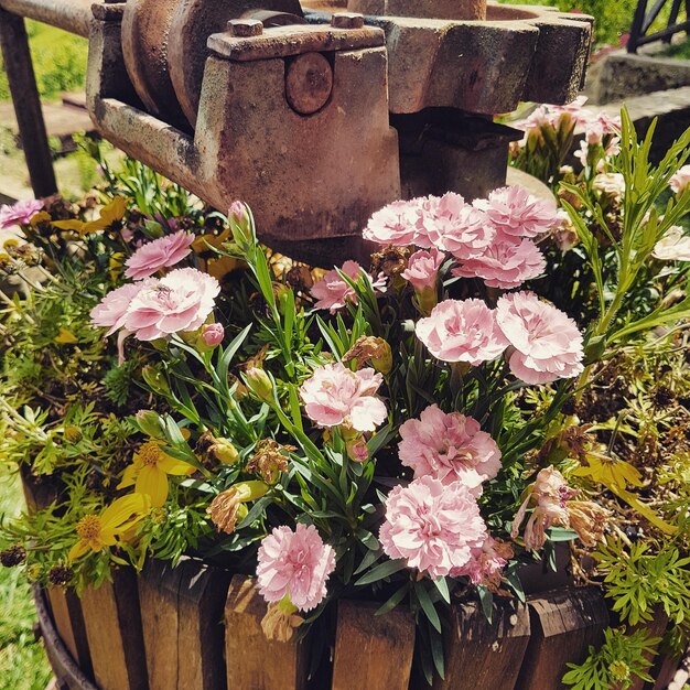 Photo vue rapprochée des fleurs