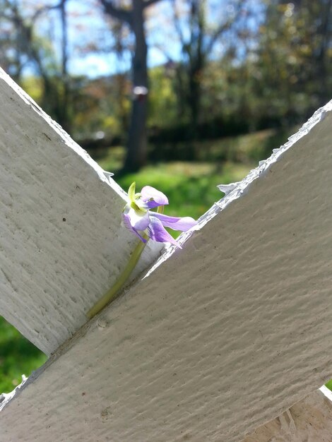 Photo vue rapprochée des fleurs