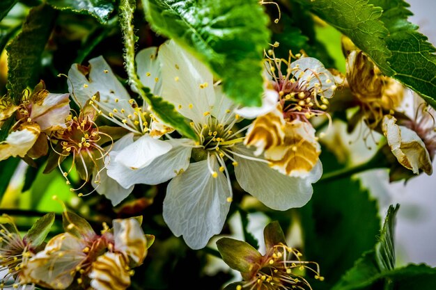 Photo vue rapprochée des fleurs