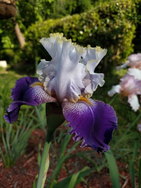 Photo vue rapprochée de la floraison de la fleur pourpre