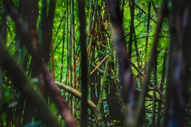 Photo vue rapprochée de la forêt de bambou