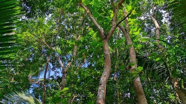 vue rapprochée de la forêt de grands acajous