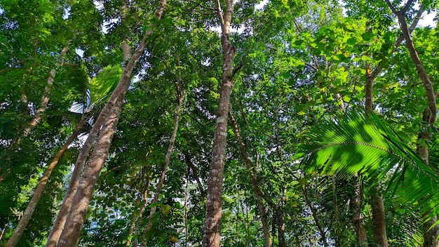 vue rapprochée de la forêt de grands acajous