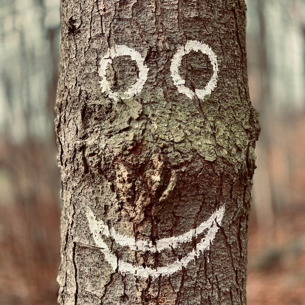 Photo vue rapprochée de la forme d'un cœur sur le tronc d'un arbre