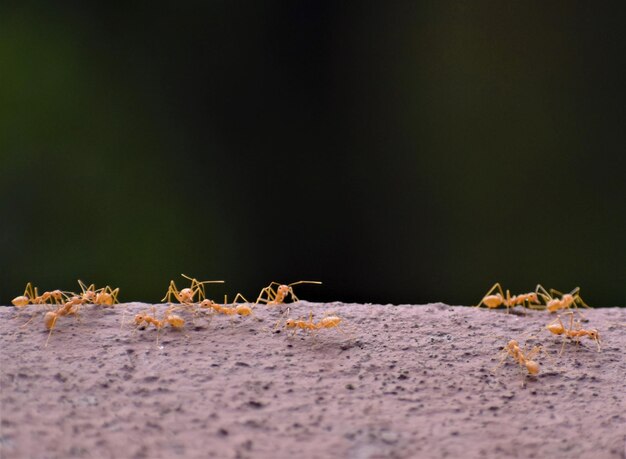 Photo vue rapprochée d'une fourmi sur des feuilles