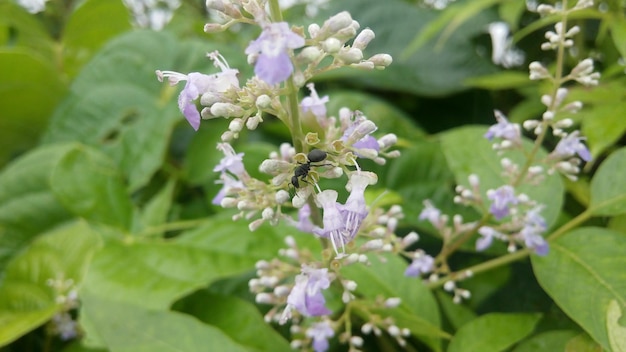Photo vue rapprochée d'une fourmi sur une fleur