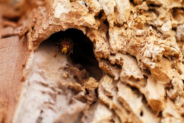 Photo vue rapprochée d'une fourmi sur le tronc d'un arbre