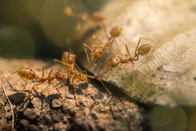 Vue rapprochée des fourmis sur les feuilles