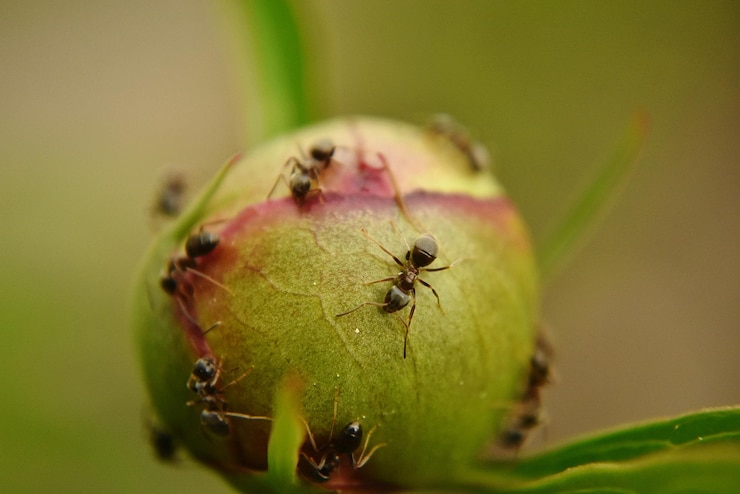 Photo vue rapprochée des fourmis sur les plantes sur un fond flou
