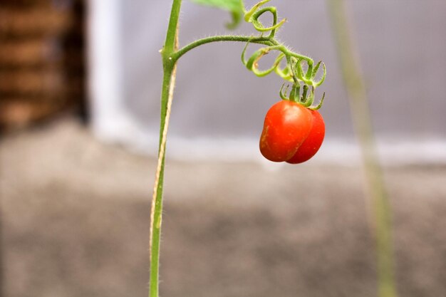 Photo vue rapprochée de la fraise sur la plante