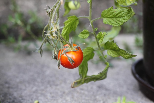 Photo vue rapprochée de la fraise sur la plante