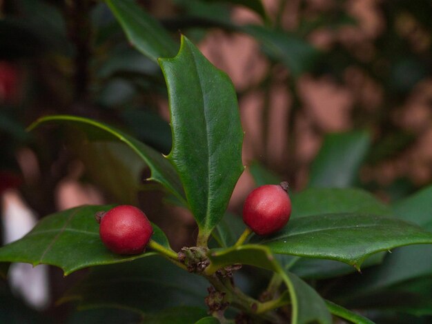 Photo vue rapprochée d'une fraise qui pousse sur un arbre