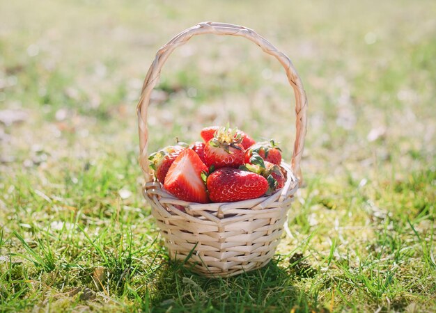 Vue rapprochée des fraises dans un panier sur le champ